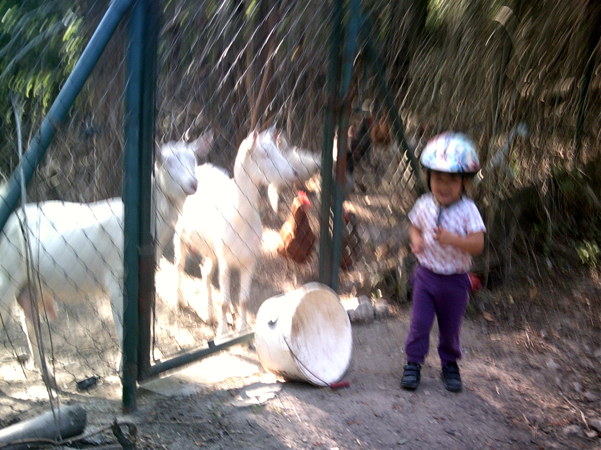 zoo 09 2013 (28)